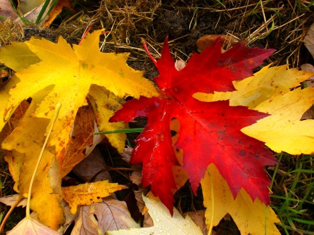 Acer saccharinum feuille automne